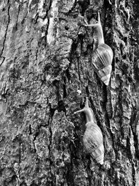 Close-up of shells on tree trunk