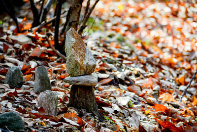 High angle view of mushrooms on field during autumn