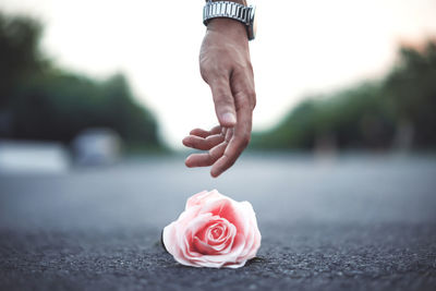 Close-up of rose bouquet