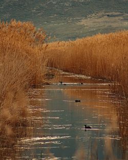 Scenic view of lake