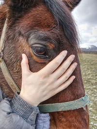 View into brown eye of brown horse. brown reddish horse in pasture with sad eyes