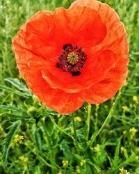 Close-up of poppy blooming on field