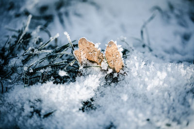 winter