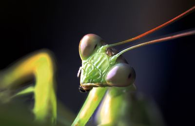 Close-up of praying mantis