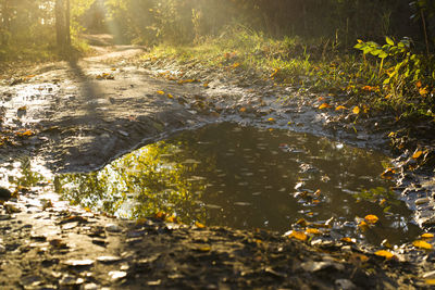 Surface level of stream flowing in forest