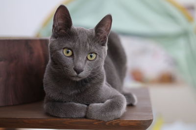 pet