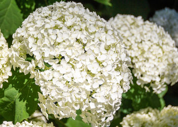 Close-up of white hydrangea flowers