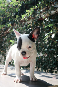 Portrait of dog standing outdoors