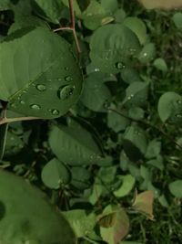 Close-up of raindrops on leaves