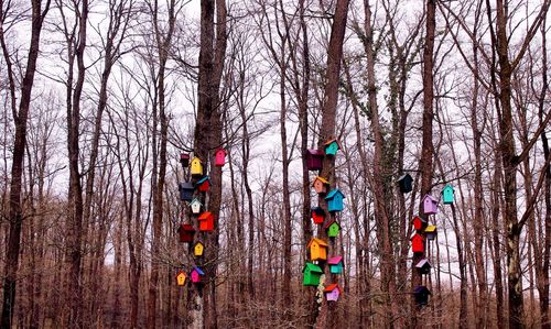 Multi colored decoration hanging on tree trunk in forest