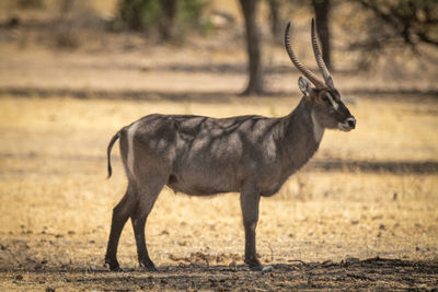 Male common waterbuck stands in dappled sunlight
