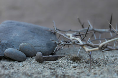 Close-up of lizard on rock