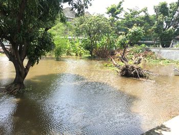 Scenic shot of river with trees in background