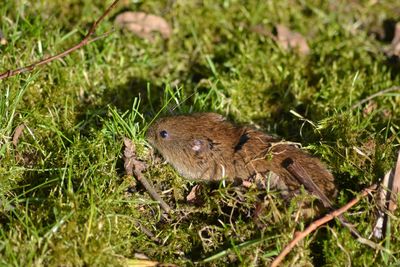 View of an animal on field