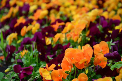 Close-up of yellow flowers in bloom