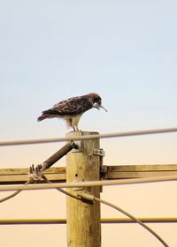 Low angle view of hawk perching on pole against clear sky