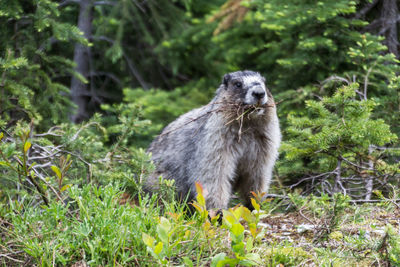 Portrait of sheep standing on plants
