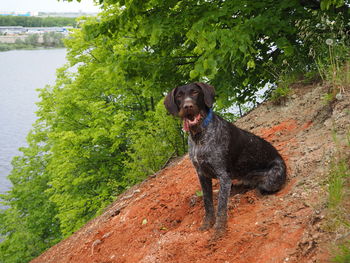 Black dog in a tree