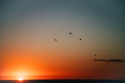 Silhouette birds flying in sky during sunset