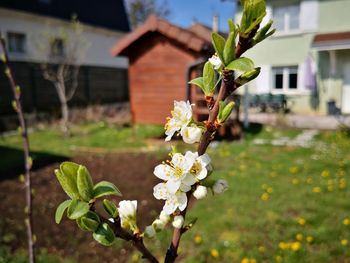 Close-up of flowering plant against building