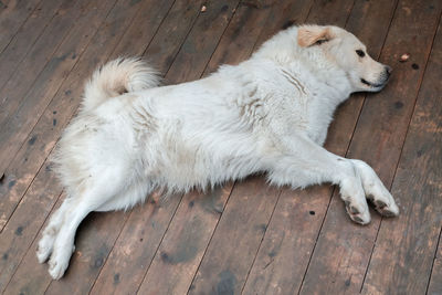 High angle view of dog on hardwood floor