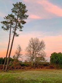 Trees on field against sky during sunset