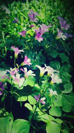 Close-up of pink flowers blooming outdoors