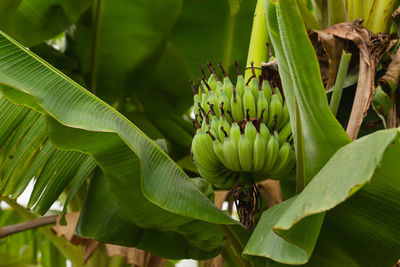 Close-up of green fruits on plant