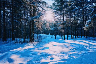 Trees on snow covered field