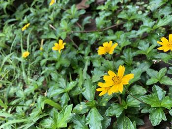 Close-up of yellow flowering plants