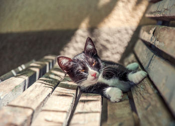Close-up portrait of black kitten