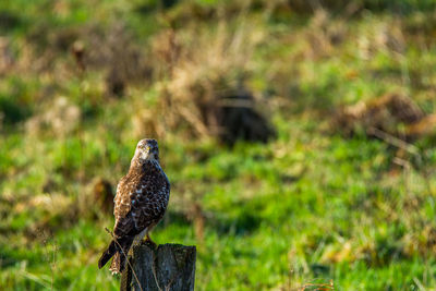 Bird perching on grass