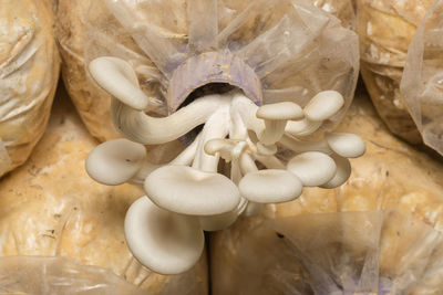 High angle view of a mushrooms