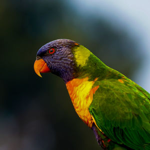 Close-up of a parrot