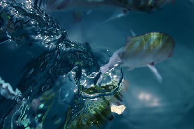 Close-up of fish swimming in sea