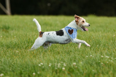 Close-up of dog on field