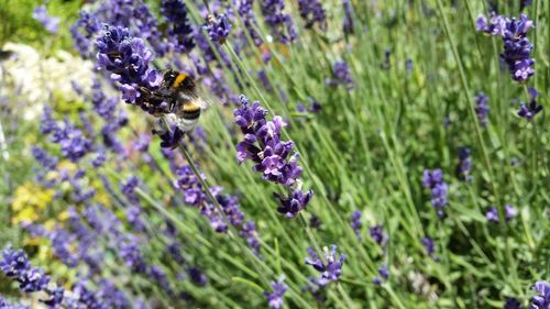 Honey bee on lavender flowers during sunny day