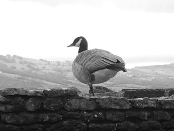 Seagull perching on retaining wall