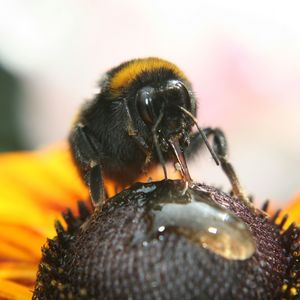 Close-up of bee pollinating on yellow flower