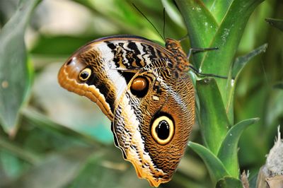 Close-up of butterfly on plant