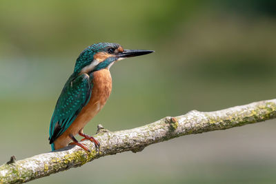 Close-up of bird perching on branch