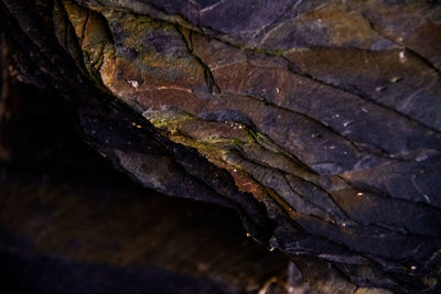 Close-up of tree trunk