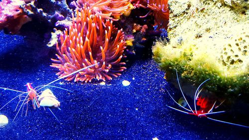 Jellyfish in sea