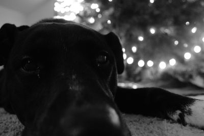 Close-up portrait of dog at home