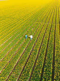 Scenic view of agricultural field