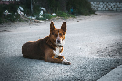 Red and white haired shepherd dog