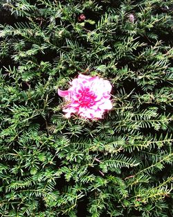 Close-up of pink flowers