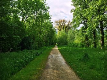 Footpath amidst trees in forest against sky