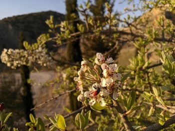 Nature in greece