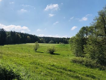 Trees on field against sky